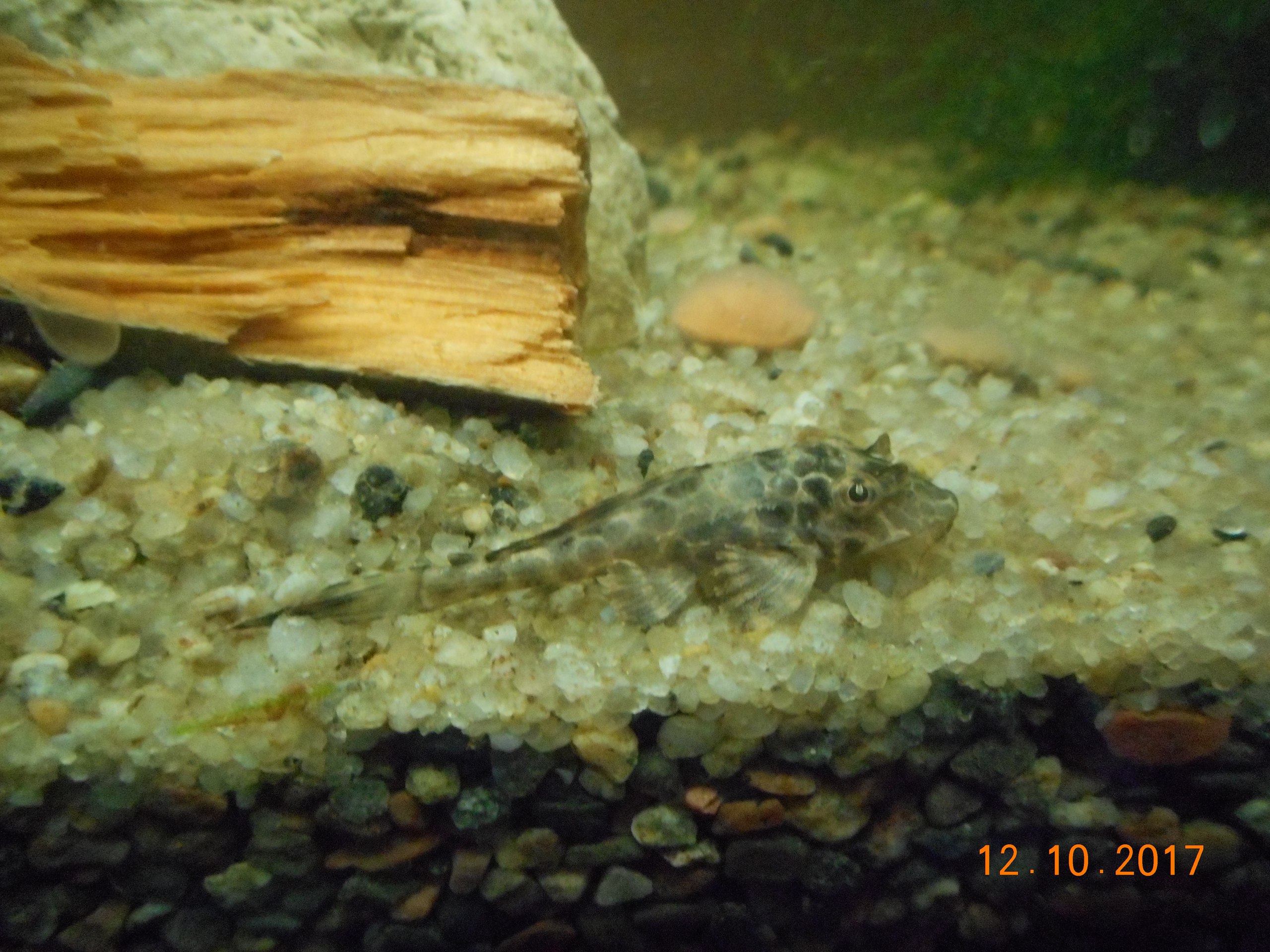 Картинка с форума