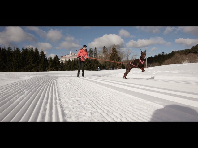 Doberman Skijoring 4WD - No Breaks