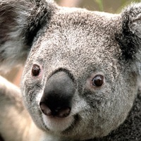 Альберт Хайруллин | Bari