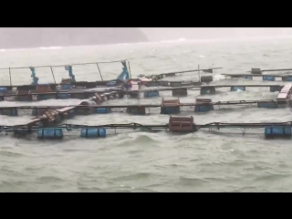 Storm is battering the sea pens at dolphin base. Are the dolphins free?!