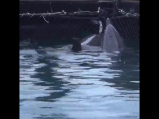From wild and free to being hand fed in a small sea pen prison