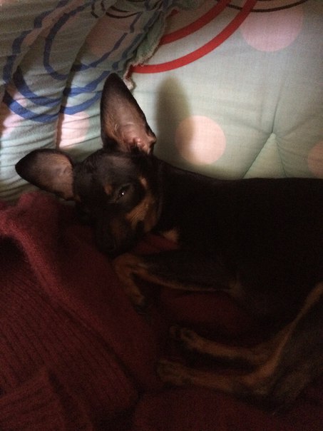 Філіпп Шандрук, Украина, Ровно