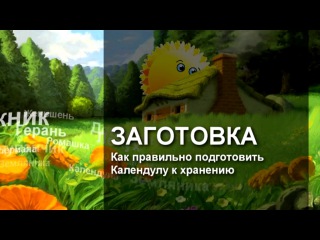 КАЛЕНДУЛА (цикл