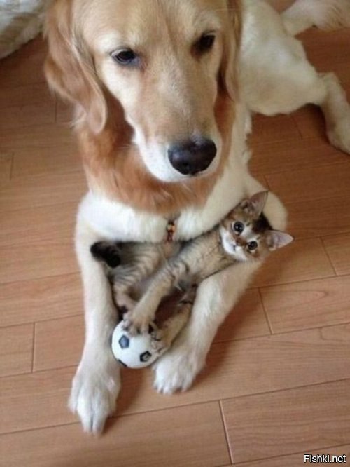 Собака и котёнок с мячиком Собака и котёнок с мячиком