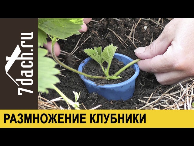 Размножение орхидеи в домашних условиях - Комнатные