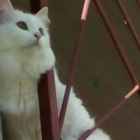 Артём Михайлов