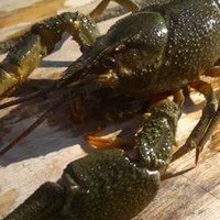 Елена Шумилова | Чебоксары