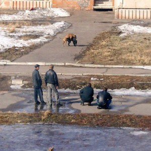 Ночные Псы