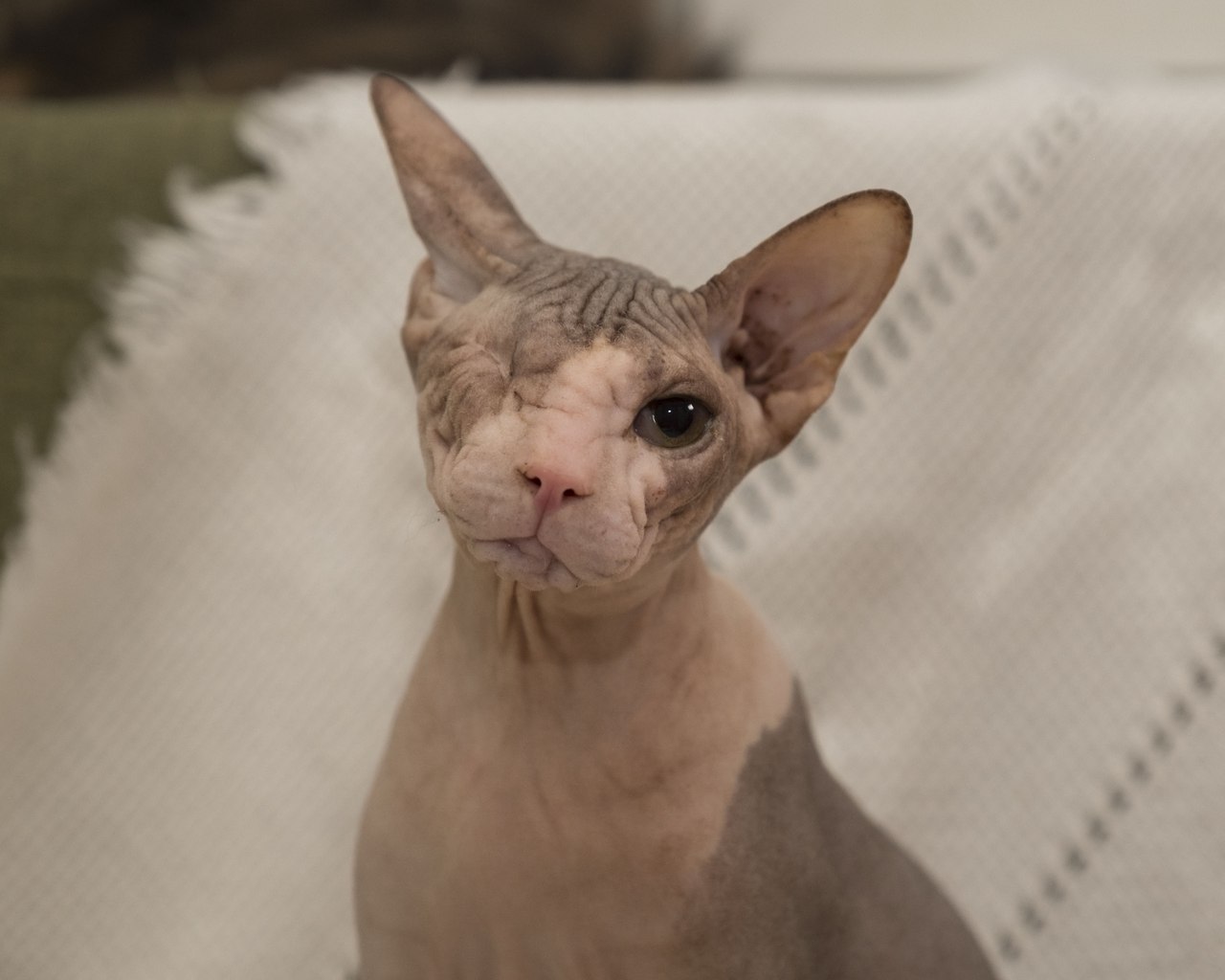 Кошки в нашей жизни. Кошки и все, что с ними связано.