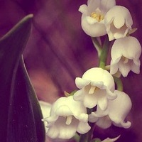 Лариса Болховецкая