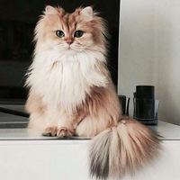 Дашулька Высокос