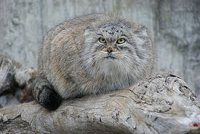 Александр Саньков