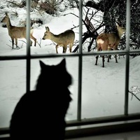 Дима Исаенко