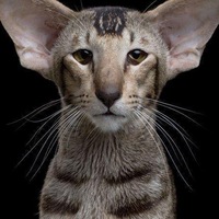 Илья Немалевич