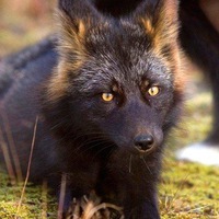 Дарина Петренко