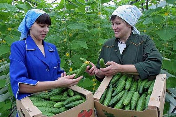 20 - 25 огурцов с куста знаменитый садовод руденко нашел метод выращивания огурцов в среднем где-то по 20-25 штук с каждого куста. урожай при применении этого метода в 5-6 раз выше. из практики