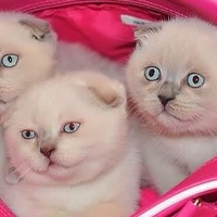 Аля-И-Илья Рохины