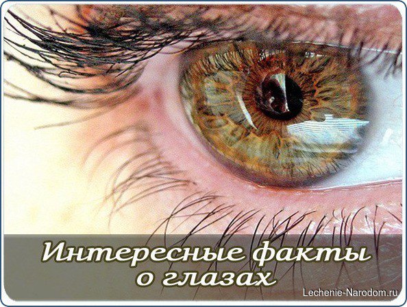 Интересные факты о глазах.