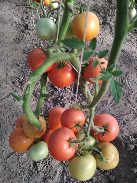 фотография из вКонтакте