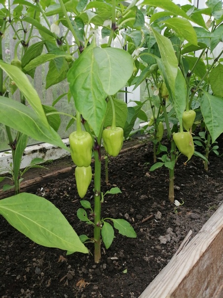 фотография из вКонтакте