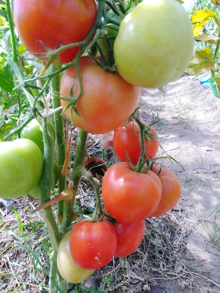 фотография из вКонтакте