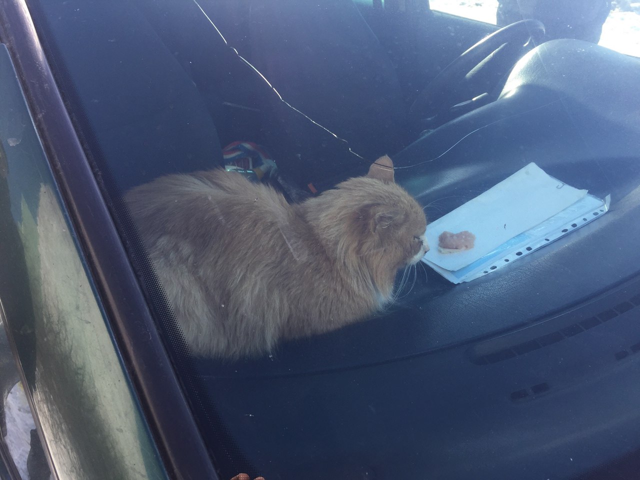 Кота тошнит в машине