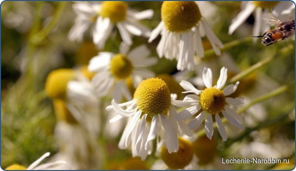 Настой ромашки с мёдом — лечебное средство широкого спектра действия.