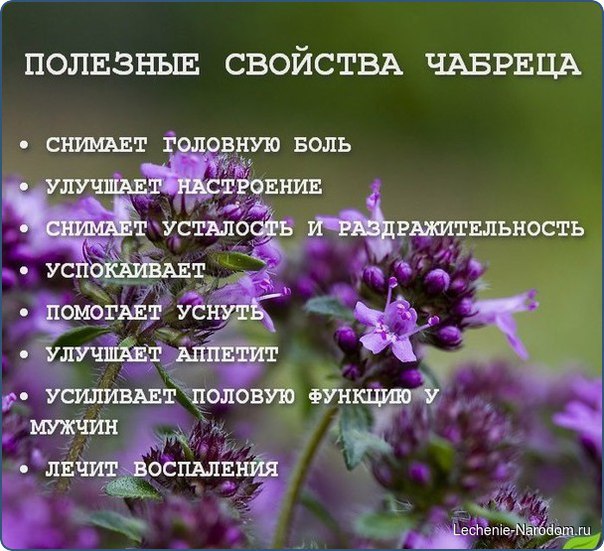 ЧАЙ С ЧАБРЕЦОМ