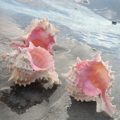 https://pp.userapi.com/c7004/v7004010/29c8e/tg07ks5X7bA.jpg