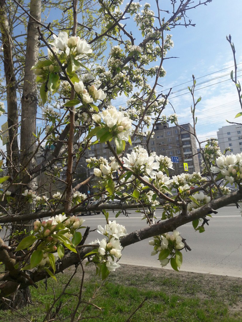 яблоня в цвету пермь