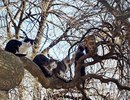 Коты-это птицы, которые прилетают весной первыми. Сегодня в России отмечается День кошек!