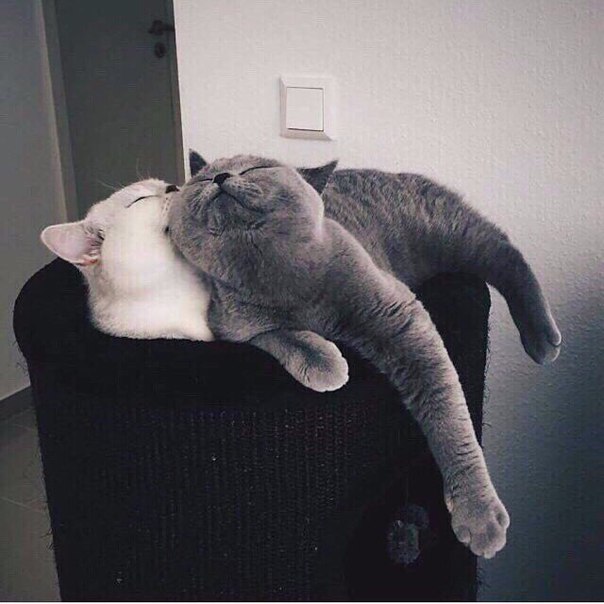 Я твоя кошечка, а ты мой котик  