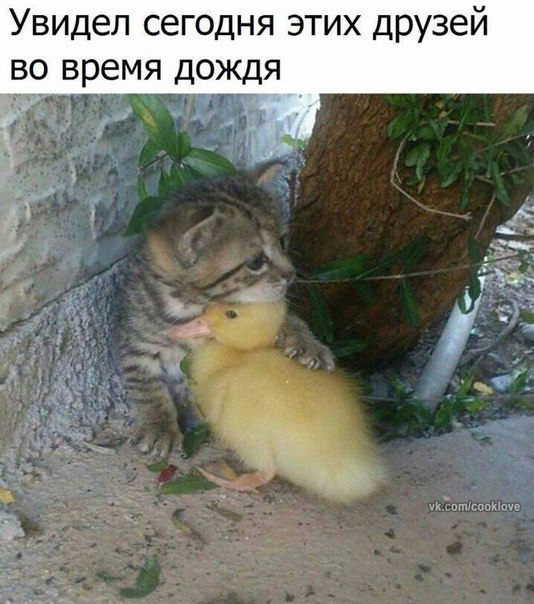 Так мило! 