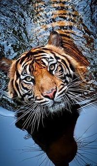 Екатерина Костина