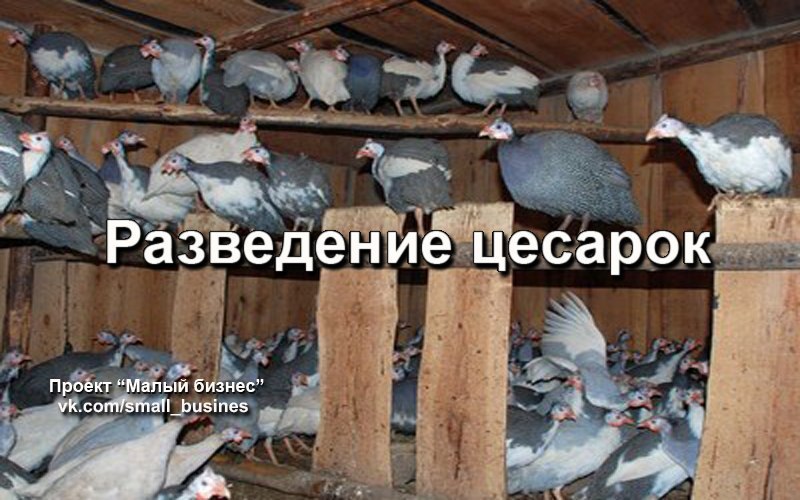 Нажмите для увеличения Уменьшенное фото