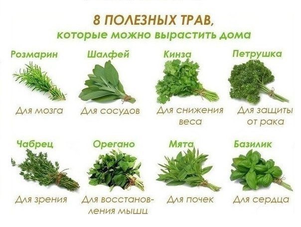 ПОЛЕЗНЫЕ ТРАВЫ - НА ЗАМЕТКУ 