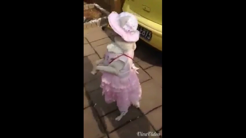 Итин тиршилиги🐕🐕🐕🐕🐩