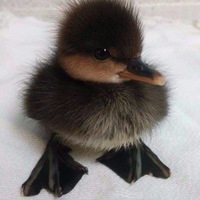 Михаил Кузнецов