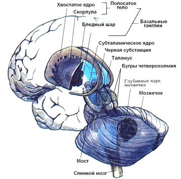 Физиология центральной нервной системы. Базальные ядра. 