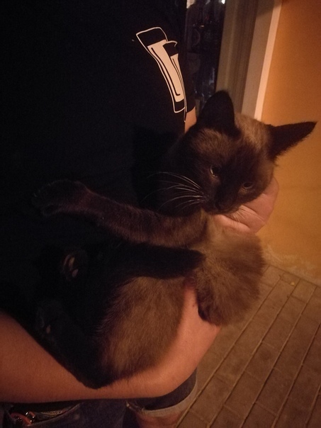 У Московской 74 второй день сидит кошка, если кто потерял — 