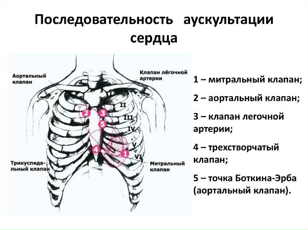 Подборка аудиолекций по аускультации сердца