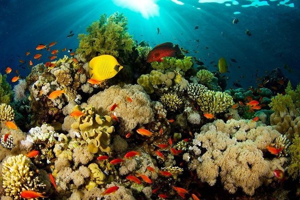 Подводный мир Красного моря.