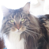 Роман Панкратов