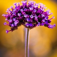 Ольга Шилина |