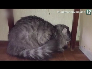 Ругают кошку за то, что ходит по клаве