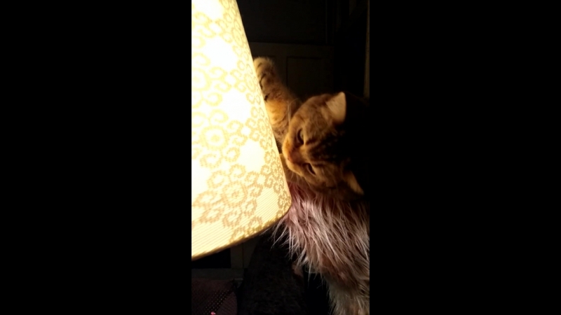 VID_20180709_221814.mp4