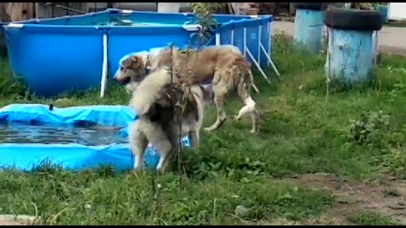 Вилма 2