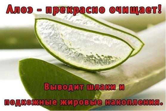 Алоэ для похудения, сохранения стройности и повышения общего тонуса организма. 