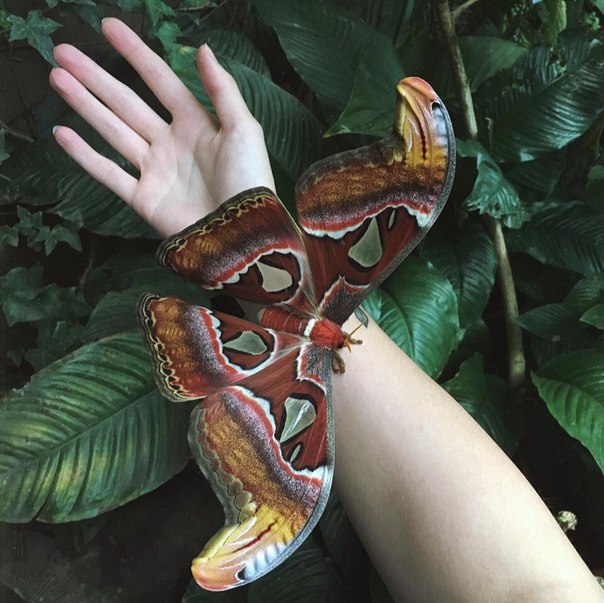 Magic animals by Amber Strickland