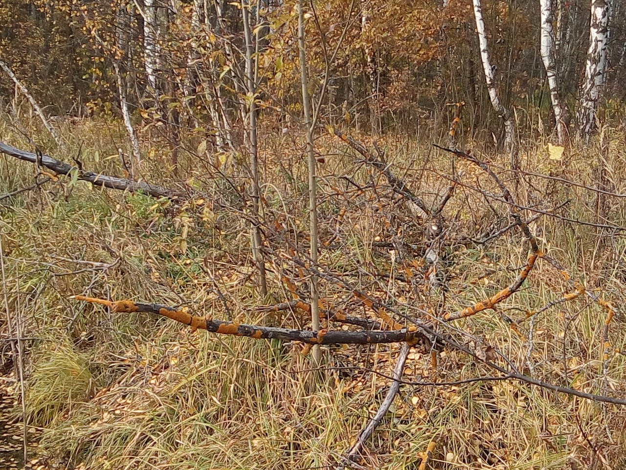 Кошки в нашей жизни. Кошки и все, что с ними связано.